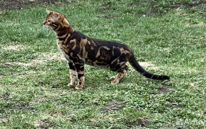 Бенгальский кот,вязка