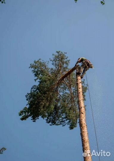 Спил деревьев, кронирование,расчистка участка