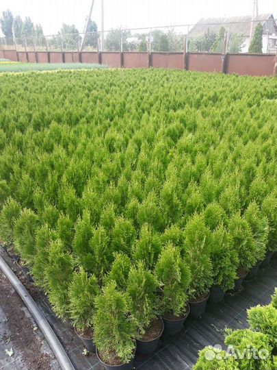 Саженцы хвойников