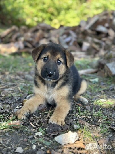 Щенки в добрые руки