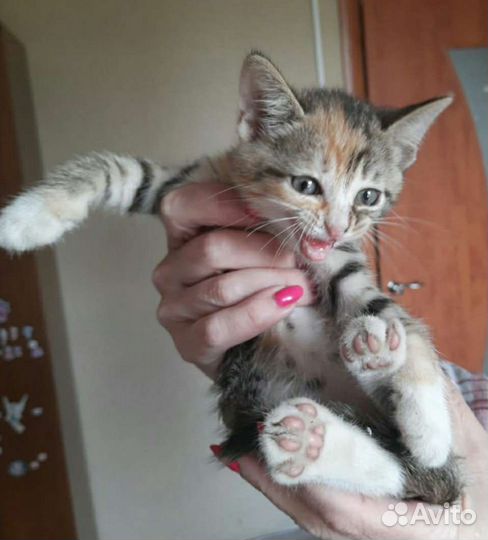 Ищут дом котята