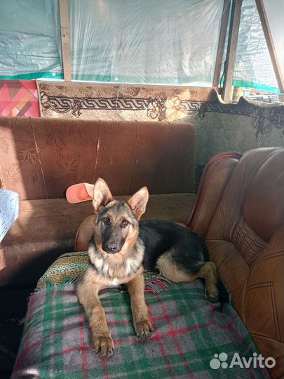 Немецкая овчарка