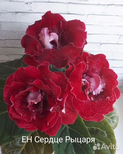 Клубни глоксиний