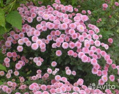 Хризантемы на посадку