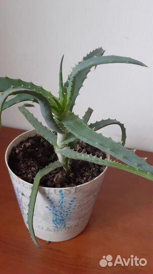 Алоэ столетник,аспарагус, папоротник и др