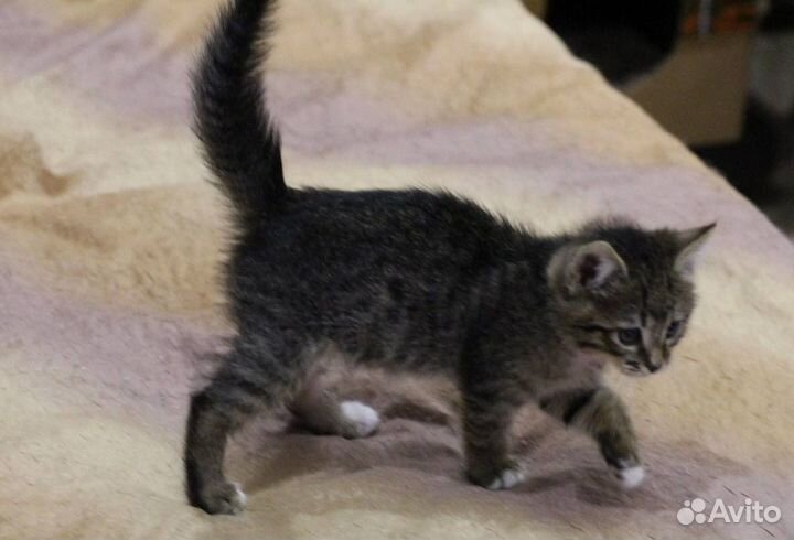 Котенок очень милый