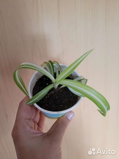 Хлорофитум бонни