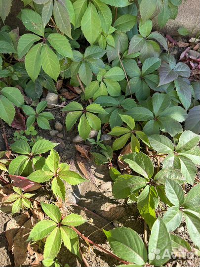 Виноград декоративный быстрорастущий