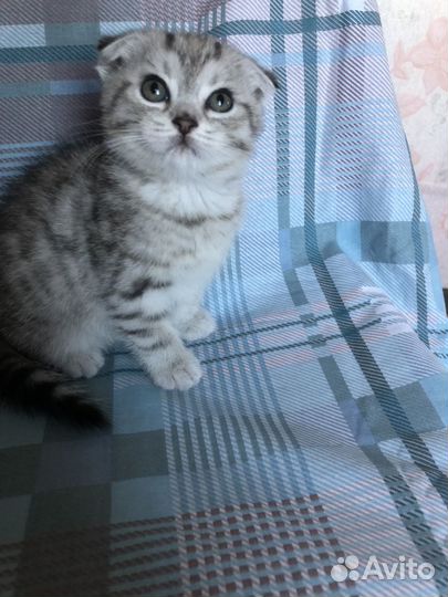Шотландская