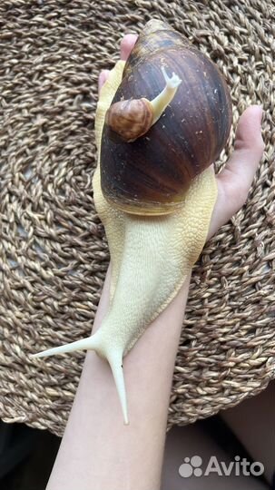 Улитки Архахатины Маргината Овум