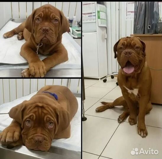 Кастрация собак на дому