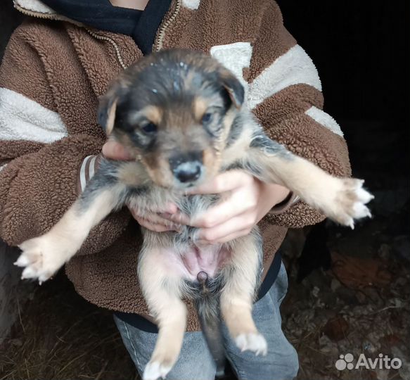 Щената ищут дом, будут не большие