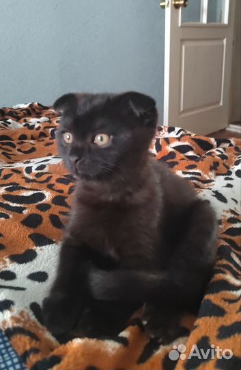 Кошки шотландцы