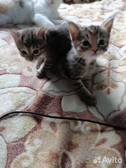Котята в дар бесплатно