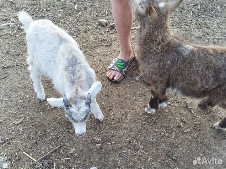 Козлята 3,5