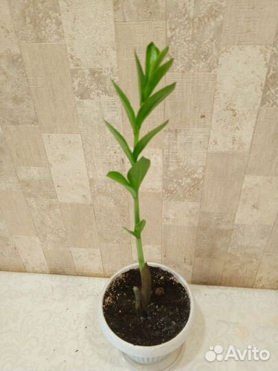 Замиокулькас