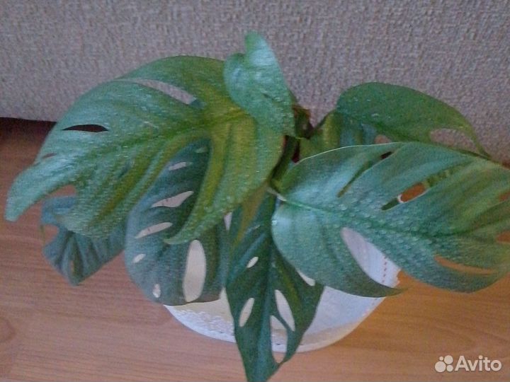 Эпипремнумы и сциндапсусы