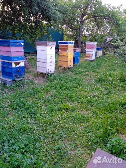 Мëд разнотравье из Беларуси