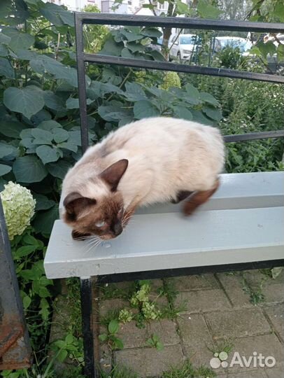 Тайская кошка