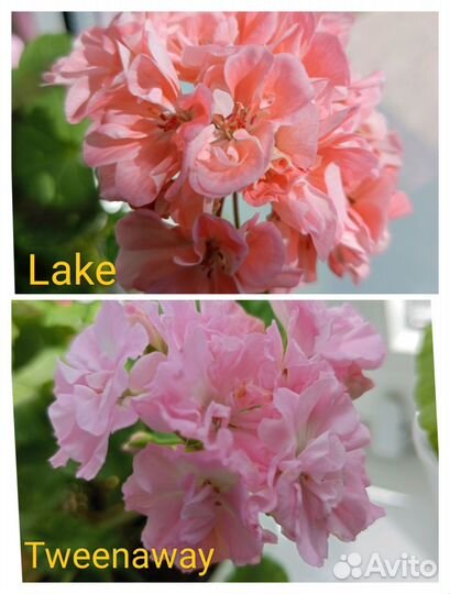 Пеларгония герань Swanland Pink, 'Diana Palmer'