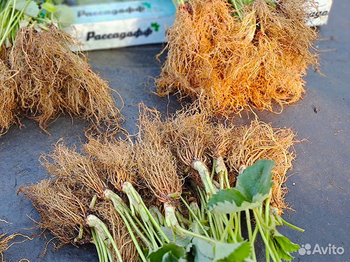 Рассада клубники. Оптом от 128 шт