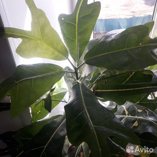 Кротон Тайской селекции - Т37-38