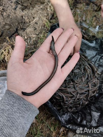 Черви зеленые