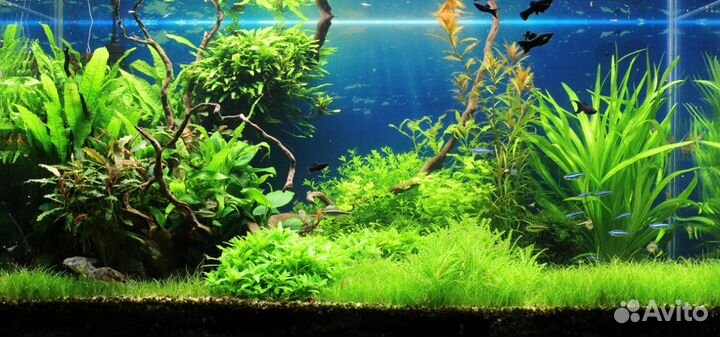 Аквариумные растения и мхи