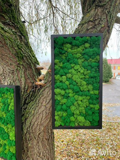 Фитопанно из мха