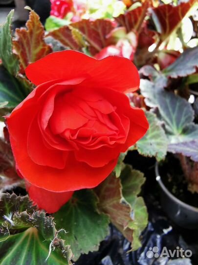 Бегония клубневая