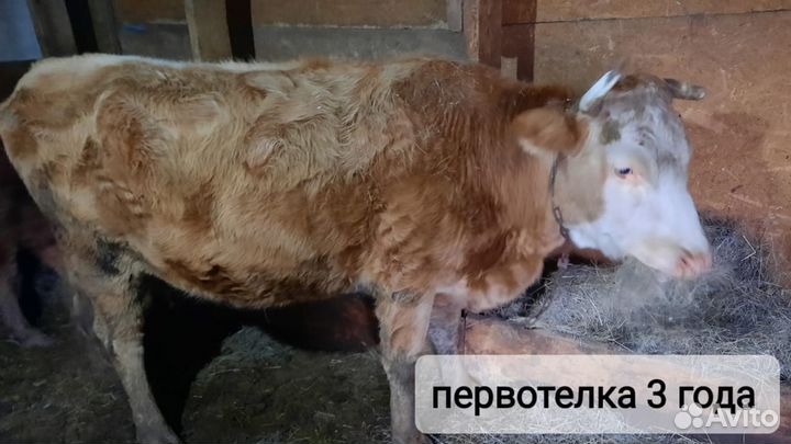 Коровы дойные молочные, бычки, тёлки