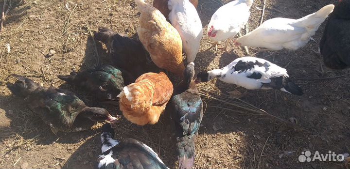 Мускусные утки тяжелой линии