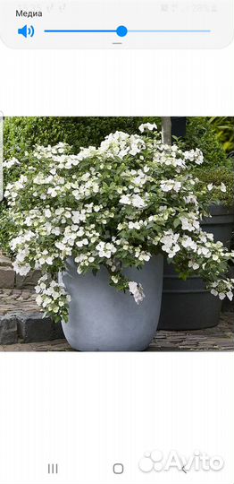 Гортензия ампельная Невеста