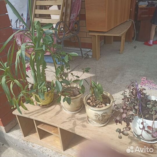 Комнатные цветы