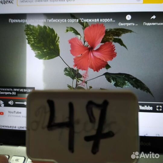 Гибискус