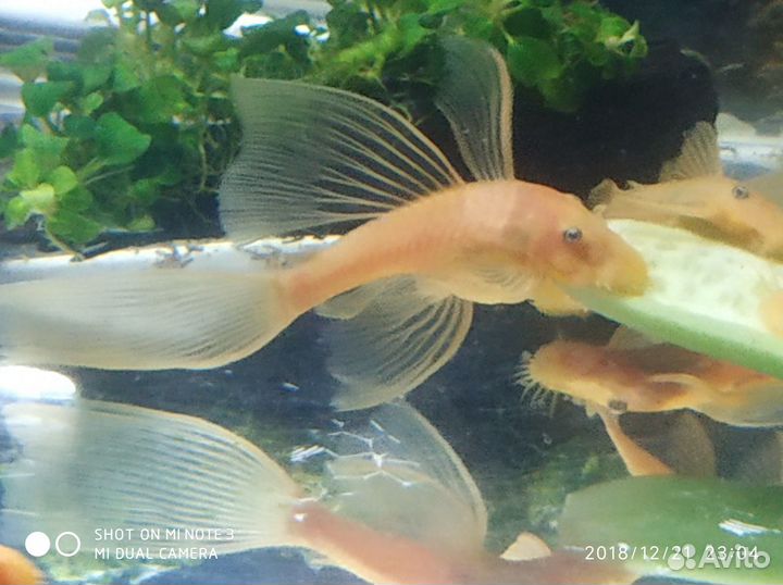 Красивые сомы L144, есть вуальки - Стрекоза