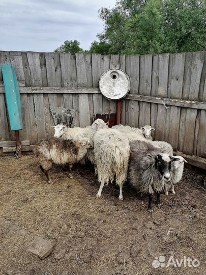 Овцы бараны