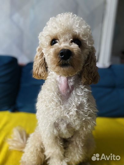 Карликовый пудель вязка