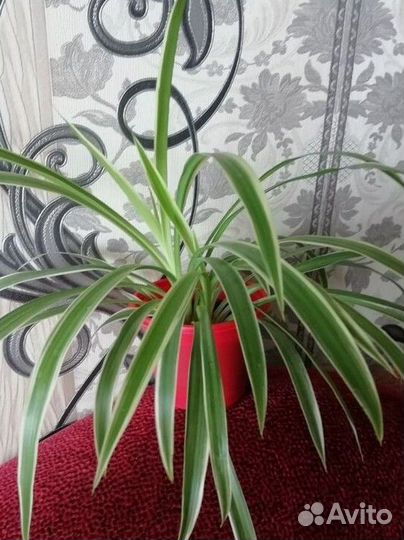 Хлорофитум Океан