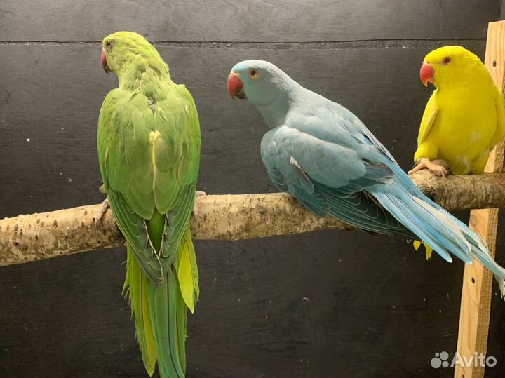 Попугай ожереловый'барабантовый и принцесса