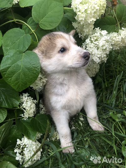 Щенки сибирской хаски