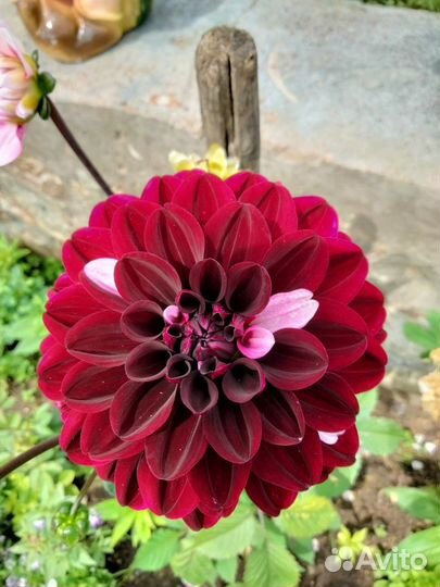 Георгины клубни