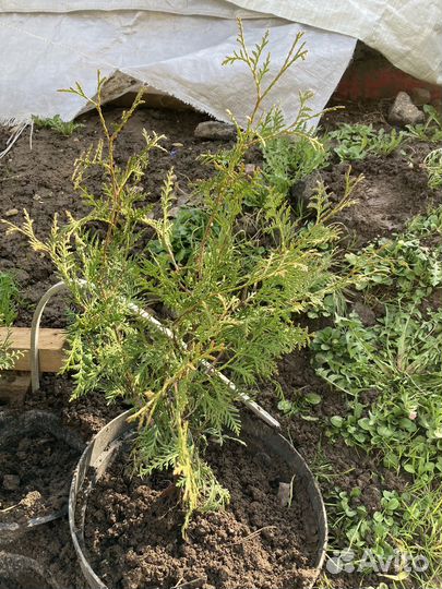 Туя смарагд