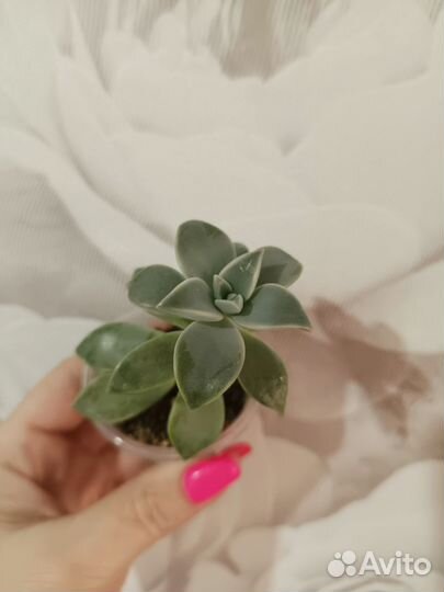 Суккуленты