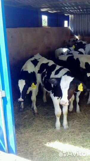 Бычки от 1 мес