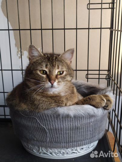 Кошка в добрые руки