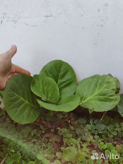 Бадан (многолетние цветы для сада)