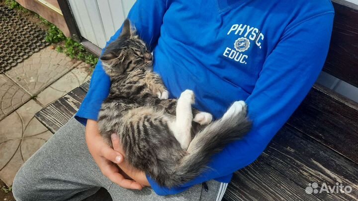 Кошка в дар бесплатно