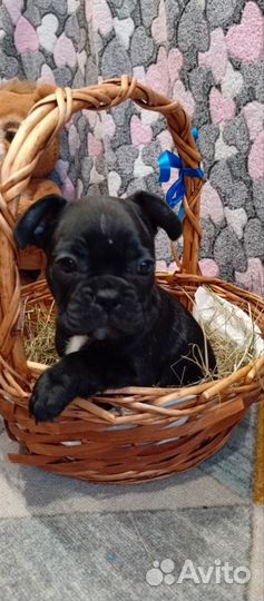 Французский бульдог щенки