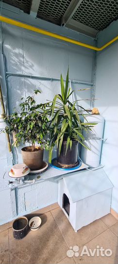 Пальма юкка